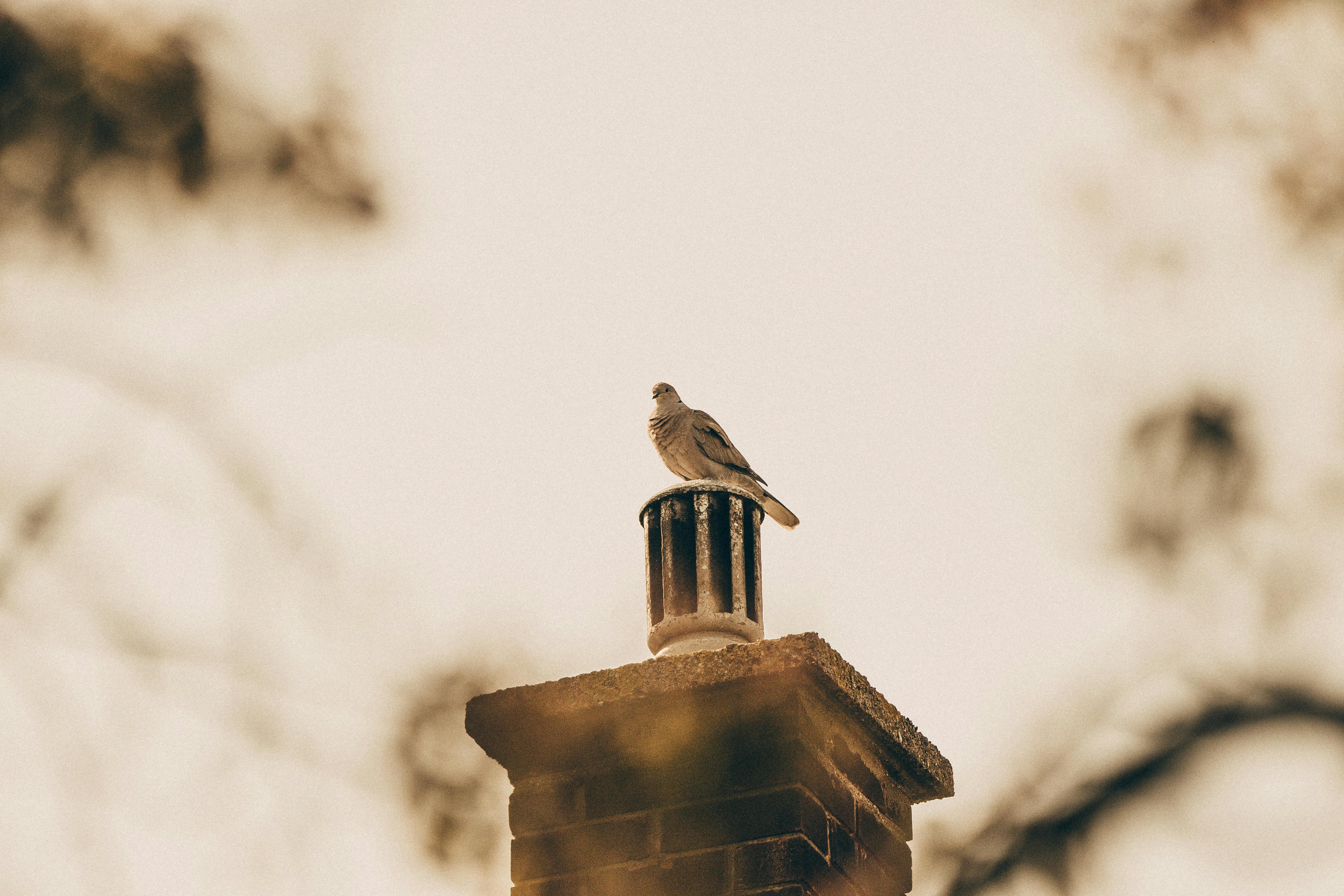 Expert Chimney Cap Installation in Dexter, Michigan